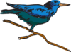 Blue Perched Bird Art Clip Art